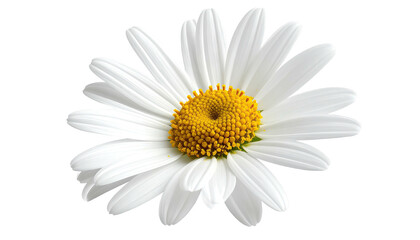 Isolated close-up of a daisy with white petals and yellow center