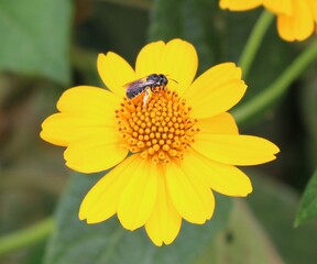 An insect resting on a yellow chamomile in Mzuzu, Malawi and potentially looking for nectar.