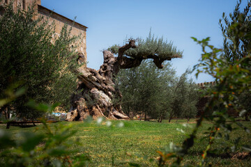 An ancient olive tree growing in the garden of the Alaverdi Monastery complex in Kakheti, Georgia.