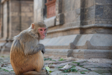 Rhesus macaque monkey sitting on a rock staring © Michalis Palis