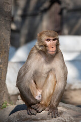 Rhesus macaque monkey sitting on a rock staring