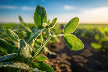 Fototapeta premium Expansive soybean field with neatly aligned rows under a clear blue sky