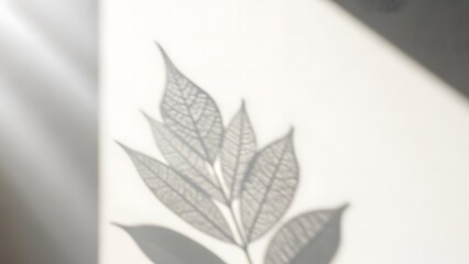 Shadow of a Leafy Branch on a White Surface with Light Rays plant nature