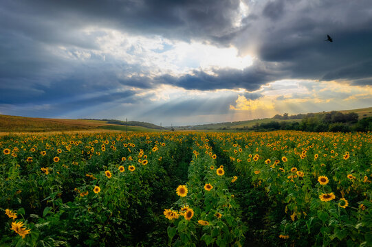 A vast sunflower field under a dramatic stormy sky with sun rays breaking through clouds and a bird flying above, high quality landscape photography.
