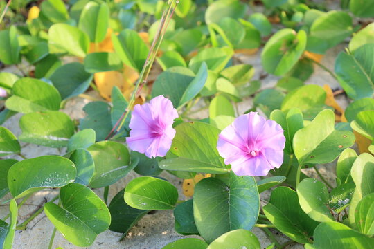 海の砂浜に咲いたグンバイヒルガオの花