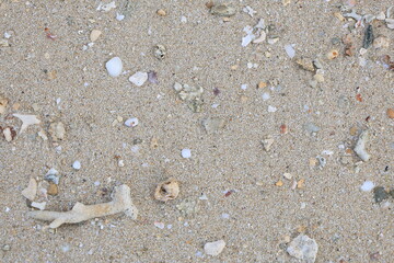 砂浜に打ち上げられた貝殻とサンゴ