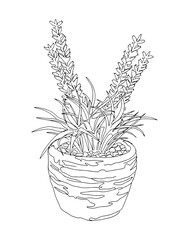 Hand drawn outline sketch of potted lavender. Isolated on white background. Lavender flower in pot coloring book page design.