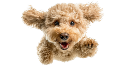 A Playful Dog Joyfully Leaping in the Air with Fluffy Fur and an Exuberant Expression, png, isolated on transparent background