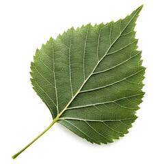 Obraz premium Paper Birch Betula Papyrifera Leaf Bright Woodland Green Simplicity on Pure White Background Featuring Soft Serrated Edges, Fine Veining, and the Fresh Clarity of Northern Forest Beauty