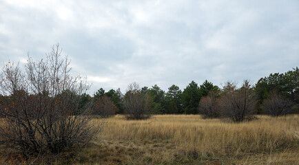Autumnal landscape with dry grass and a distant forest
