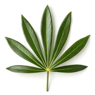 Podocarpus Macleayi Carrotwood Podocarp Leaf Vibrant Forest Green Calm on Bright White Background Highlighting Smooth Glossy Texture, Graceful Shape, and the Subtle Strength of Evergreen Beauty