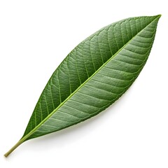Obraz premium Nageia Nagi Japanese Podocarp Leaf Graceful Evergreen Balance on Pure White Background Highlighting Smooth Texture, Deep Green Sheen, and the Refined Simplicity of Japanese Woodland Beauty
