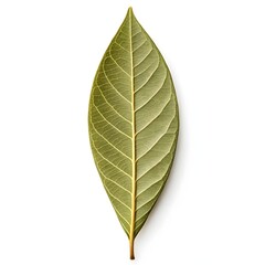 Obraz premium Podocarpus Latifolius Yellowwood Leaf Elegant Forest Green Radiance on Bright White Background Displaying Smooth Broad Texture, Subtle Gloss, and the Calm Endurance of Ancient Woodland Beauty