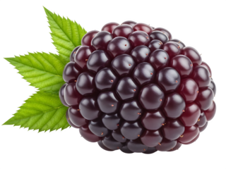 Ripe dark purple blackberry with green leaves isolated on transparent background