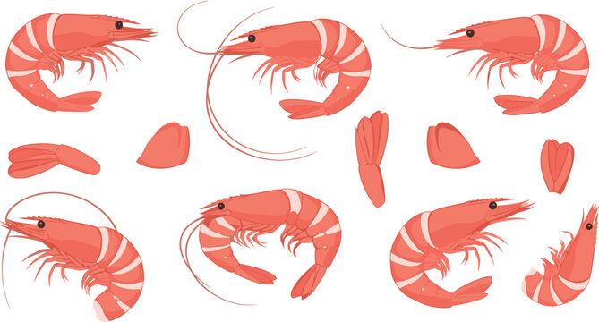 A realistic vector collection of raw pink shrimp and individual segments, perfect for illustrating fresh seafood markets, cooking, and gourmet Asian or marine cuisine concepts