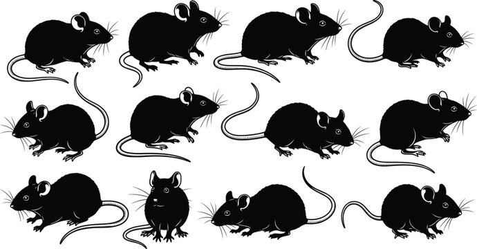 A detailed vector collection featuring twelve black silhouettes of various mice and rats in different poses, suitable for wildlife, pest control, and laboratory animal concepts