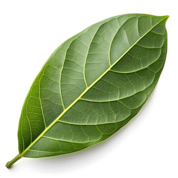 Gnetum Gnemon Melinjo Tree Leaf Tropical Green Splendor on Pure White Background Displaying Smooth Glossy Texture, Vibrant Life Energy, and the Refreshing Essence of Exotic Nature