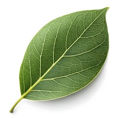 Obraz premium Ephedra Nevadensis Mormon Tea Shrub Leaf Desert Botanical Serenity on Crisp White Background Highlighting Subtle Green Hues, Fine Texture, and the Graceful Strength of Arid Beauty