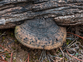 Close up of a weathered bracket fungus on a decaying log
