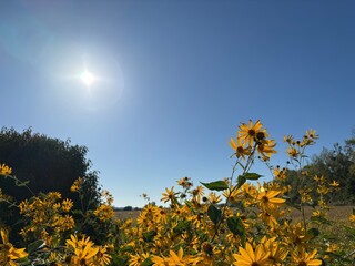 yellow flowers in the field