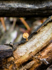 Tiny delicate mushroom growing on a decaying log in a forest