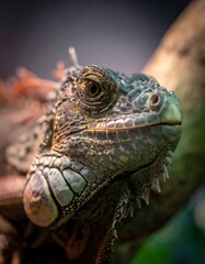 Close-up of a green iguana, detailed reptile with textured skin, observing environment