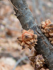 Star-shaped oak galls growing on a tree branch in a forest