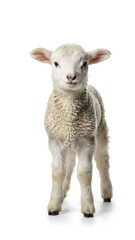Naklejka premium young goat isolated on white background