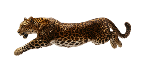A powerful leopard leaps forward, showcasing its muscular form and striking spotted coat against a black background isolated on white background