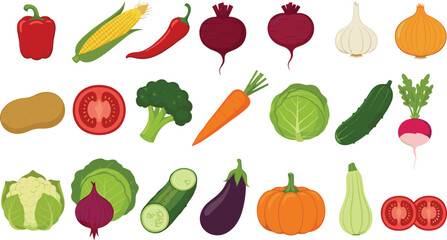Fresh vegetable illustration set featuring peppers, tomatoes, carrots, cabbage, pumpkin, onions, broccoli, radish, cucumber, eggplant, and cauliflower