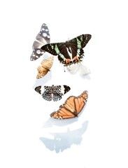 butterfly on white background