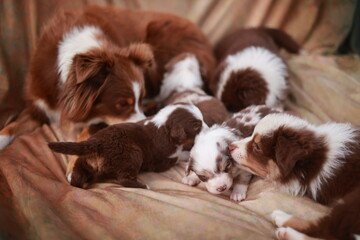 Group of puppies are laying on a couch, with one of them nursing