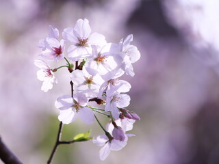 満開の美しい桜の花