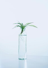 plant in glass