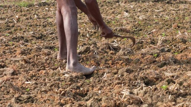 farmer working in a field, likely preparing the soil for planting