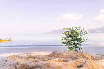 Christmas tree DIY. on the beach of tropical resort on the beach. Concept could be used for New Year and Christmas Cards at Phuket Thailand