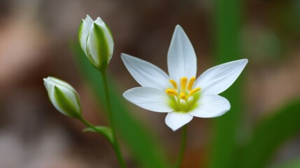 Obraz premium A white star of Bethlehem flower with six pointed petals and a yellow green center,