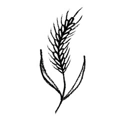 Hand drawn cereal wheat oat rye barley rice ears spikelet clipart Organic wheat bread agriculture farming harvest healthy food Single element for print packaging label design decor