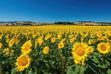 Golden sunflowers stretch across a wide field toward a clear horizon