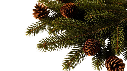Closeup of pine tree branch with pinecones isolated on transparent background for holiday decoration