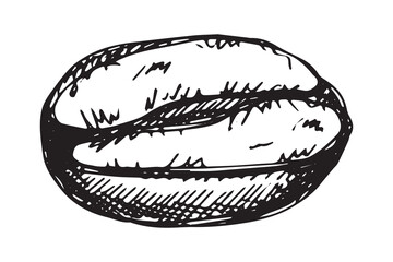 Hand drawn fresh roasted coffee bean Arabica robusta seed doodle Single element for print, web, design, decor