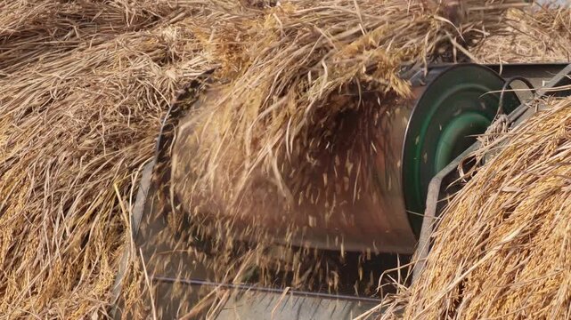 foot operated paddy threshing machine in use during a rice harvest