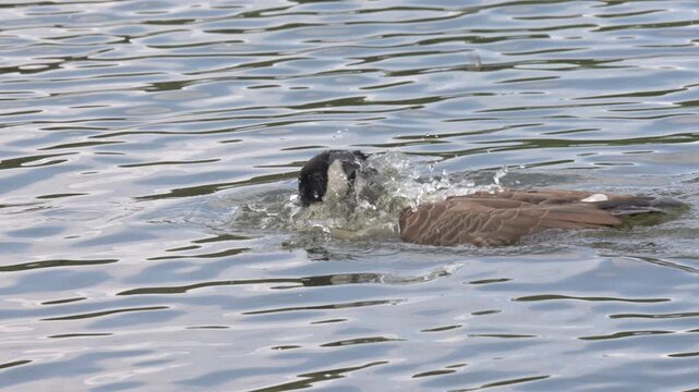 Canada Goose (Branta canadensis) ducking under the surface of a lake, the water running off its back due to the water-repelling preen oil from the uropygial gland. August, Kent, UK. Slow motion x5