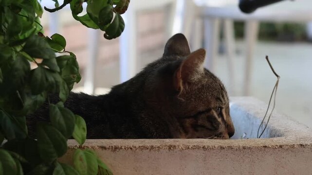 Cute kitten in flower pot outdoors. Adorable cat portrait
