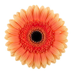Vibrant orange gerbera daisy flower isolated on transparent background with delicate petals and dark center