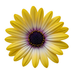 Vibrant yellow flower isolated on transparent background with dark center and petals