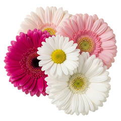 Four colorful gerbera daisies isolated on transparent background