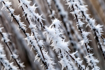 Obraz premium Close-up of birch tree twigs with delicate hoarfrost. Winter macro texture.