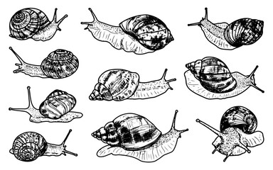 Set of snails. Sketch vector hand drawn. Gastropod mollusk. Wild life. Animals with spiral shells. Coil slug. Grape snail, Achatina. Nature illustration. Engraving graphic art.