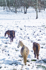 Wild Horses Walking Away in a Snow Covered Meadow The Concept of Freedom